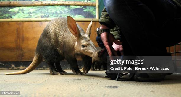 Tatsu the Aardvark is weighed by zoo keeper James Andrews at Chester Zoo, as part of a health check.