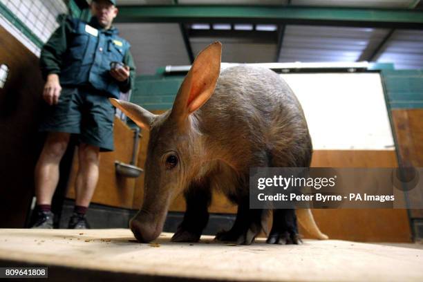 Tatsu the Aardvark is weighed by zoo keeper James Andrews at Chester Zoo, as part of a health check.