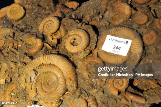 Rare Devonian period Ammonite fossil, found in Morocco, which forms part of a Bonham's Annual Gentleman's Library sale, on Wednesday January 18th.