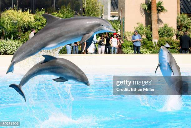 Three Atlantic bottlenose dolphins jump out of the water at The Mirage Hotel & Casino during a visit by "American Idol" contestants May 3, 2008 in...