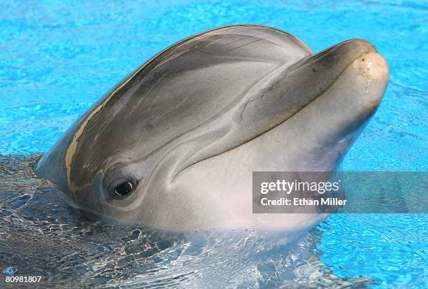 An Atlantic bottlenose dolphin sticks its head out of the water at The Mirage Hotel & Casino during a visit by "American Idol" contestants May 3,...