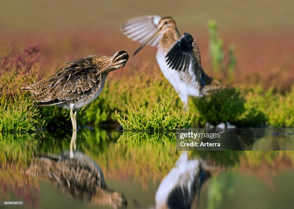 Two common snipes (Gallinago gallinago) preening feathers among marsh samphire in saltmarsh in late summer