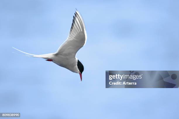 Arctic tern male flying over sea against blue sky.