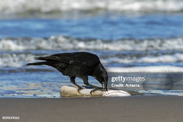 Scavenging carrion crow feeding on dead European conger eel washed ashore on beach along the North Sea coast.