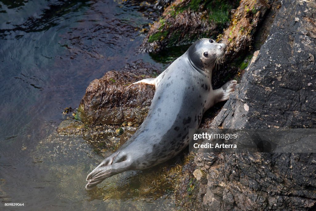 Common seal / harbor seal / harbour seal (Phoca vitulina) juvenile resting on rock at base of sea cliff