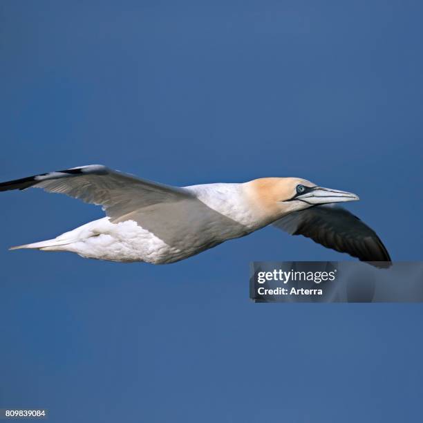 Close up of Northern gannet in flight against blue sky.