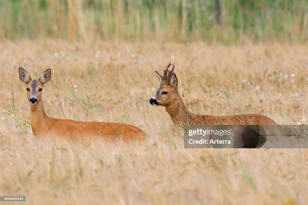 Deer Rut Doe Ridge Line European roe deer buck chasing doe in wheat field during the rut in ...