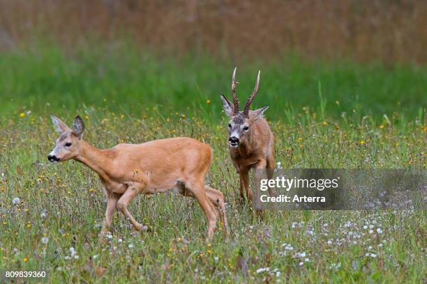 Deer Rut Doe Ridge Line 60 Roe Deer Rut Stock Photos, High-Res Pictures, and Images - Getty Images