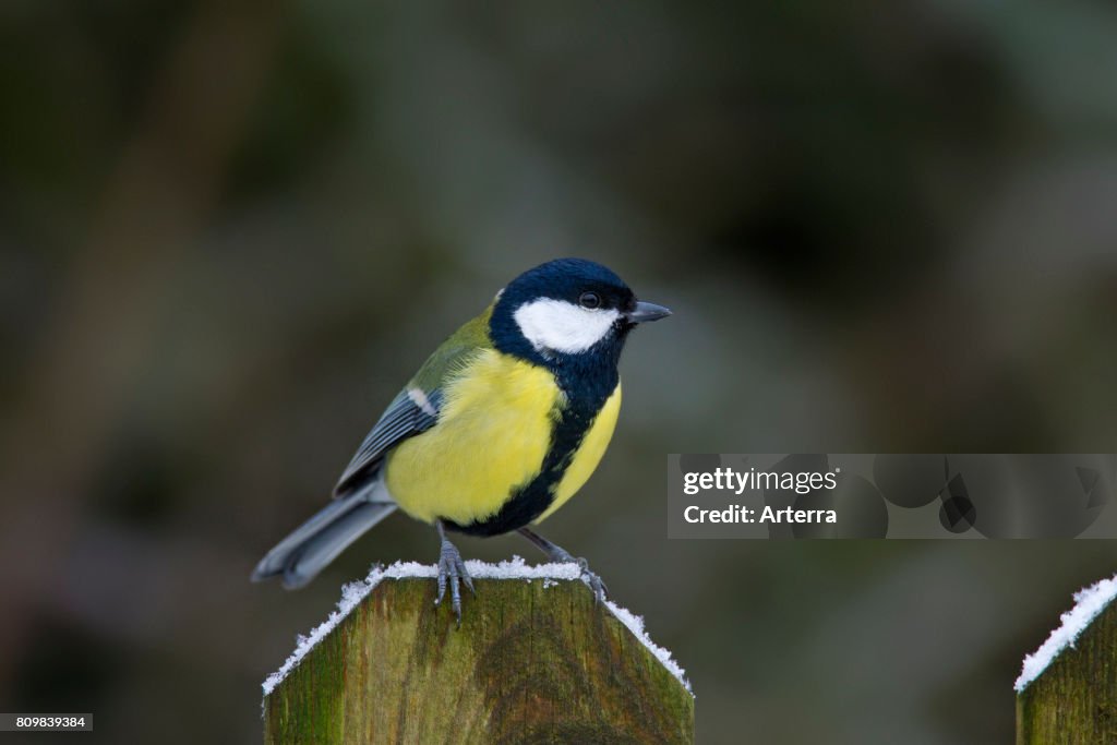 Great Tit