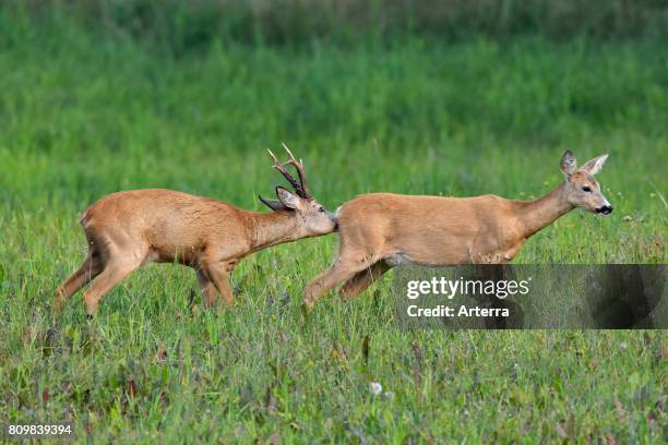 Deer Rut Doe Ridge Line 60 Roe Deer Rut Stock Photos, High-Res Pictures, and Images - Getty Images