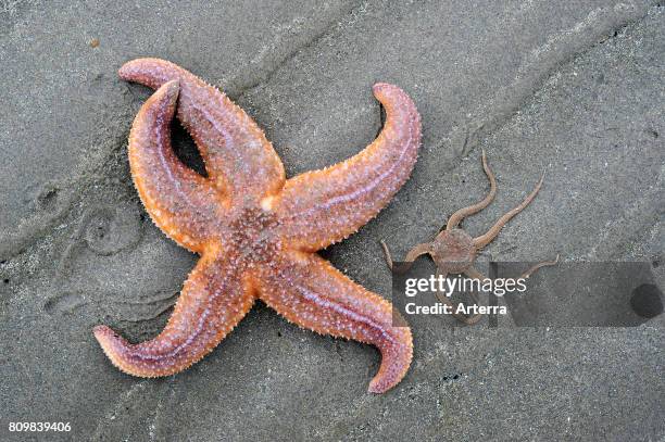 Common starfish / common sea star and brittle star / serpent star washed on beach.