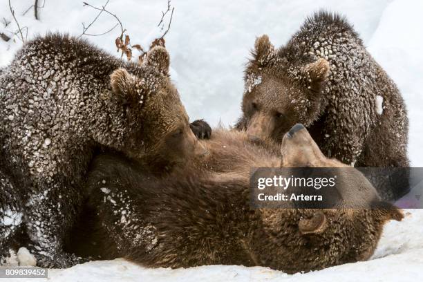 Female brown bear suckling two 1-year-old cubs while lying on her back in the snow in winter.