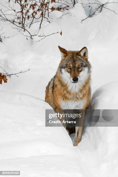 Solitary gray wolf / grey wolf hunting in deep snow in winter.