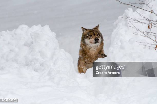 Solitary gray wolf / grey wolf looking through gap in deep snow during snowfall in winter.