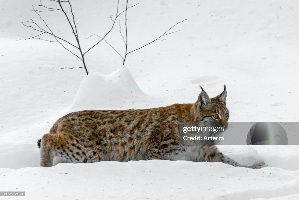 Eurasian lynx (Lynx lynx) walking in the snow in winter
