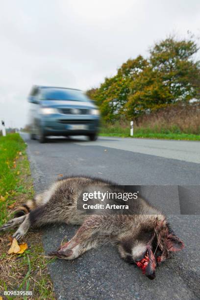 856 Car Accident Animal Photos and Premium High Res Pictures - Getty Images 856 Car Accident Animal Photos and Premium High Res Pictures - Getty Images