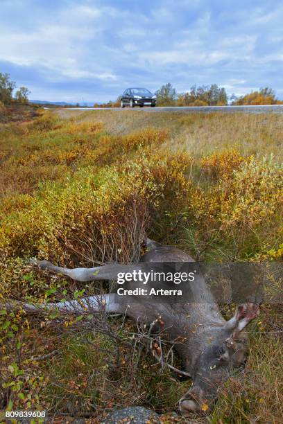 Moose roadkill after collision with speeding car.