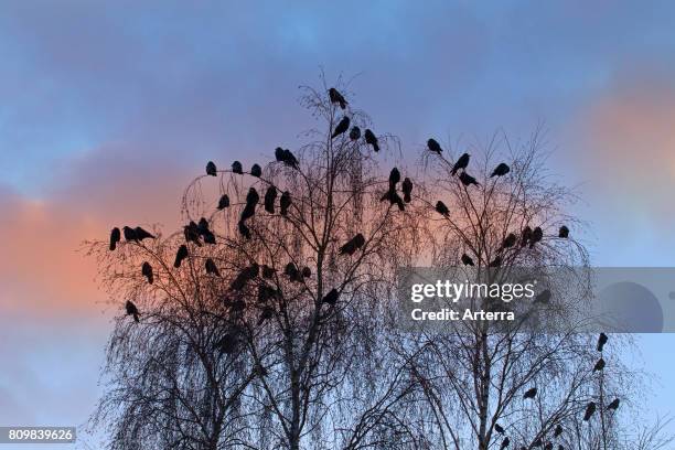 Rooks flock roosting in tree at dusk in winter.