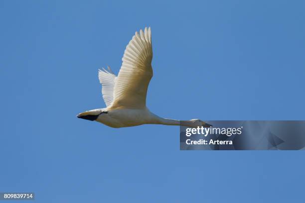 Tundra swan / Bewick's swan in flight against blue sky.
