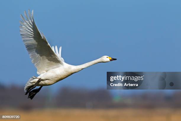 Tundra swan / Bewick's swan taking off in spring.