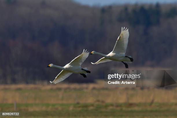 Two tundra swans / Bewick's swans landing in grassland in spring.