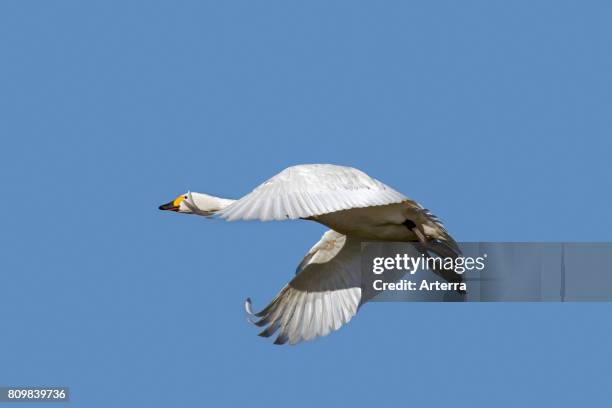 Tundra swan / Bewick's swan in flight against blue sky.