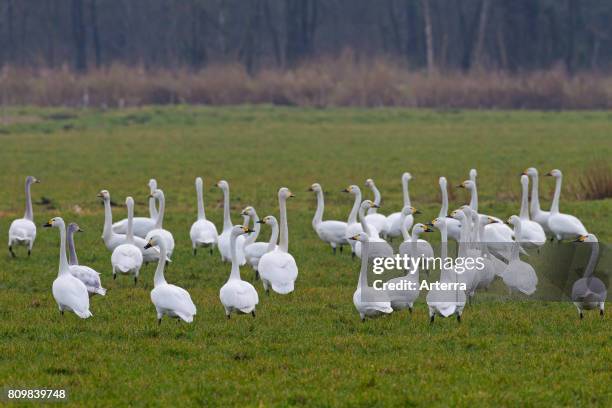 Tundra swans / Bewick's swans flock foraging in meadow in spring.