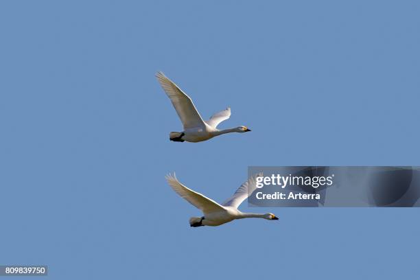 Two tundra swans / Bewick's swan in flight against blue sky.