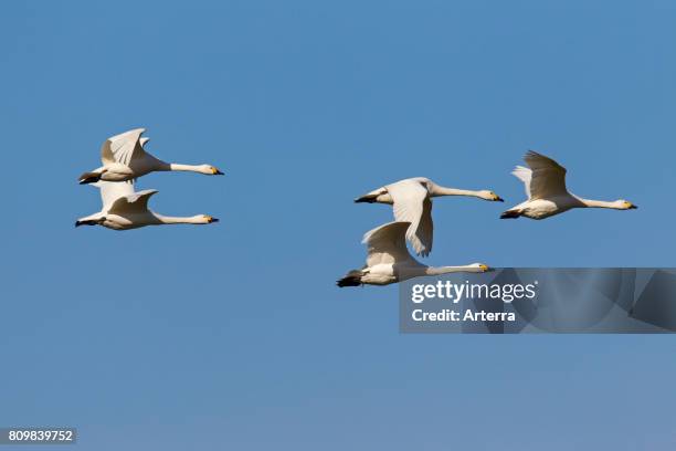 Tundra swans / Bewick's swans flock in flight against blue sky.