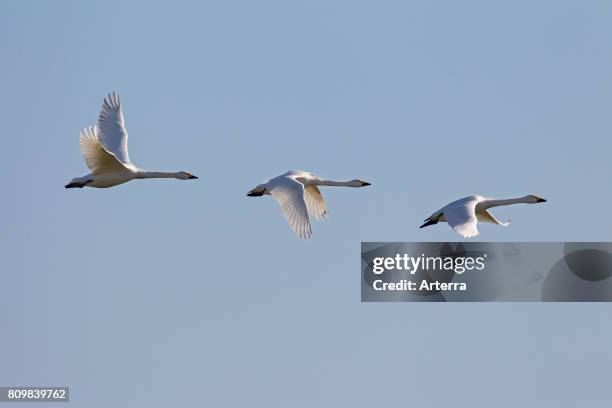 Three tundra swans / Bewick's swan in flight against blue sky.