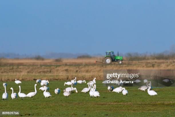 Tundra swans / Bewick's swans flock foraging on farmland in spring.