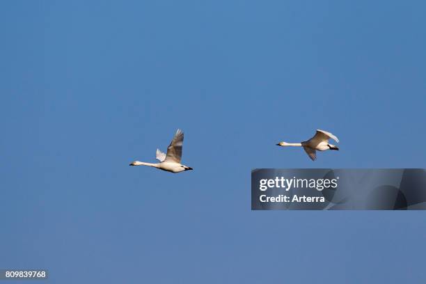 Two tundra swans / Bewick's swans in flight against blue sky.