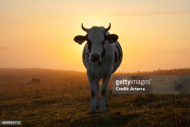 Holstein Friesian cow in field at sunrise, breed of dairy cattle originating from the Dutch provinces of North Holland and Friesland.