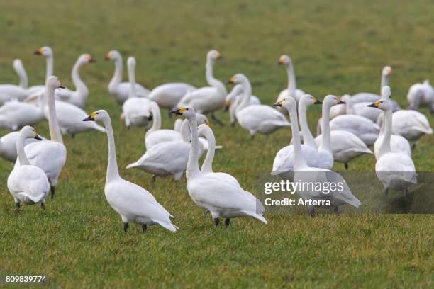 Tundra swans / Bewick's swans flock foraging in meadow in spring.
