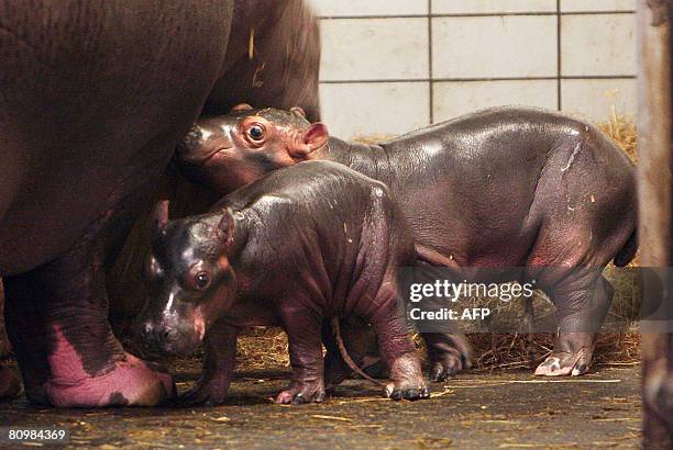 Hipopotami Roz 224 Emmen Zoo Stock Photos, High-Res Pictures, and Images - Getty Images