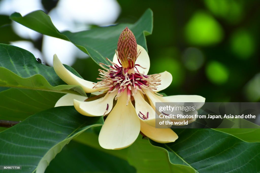 Flowering Plant / Magnolia obovata / Japanese Big Leaf Magnolia