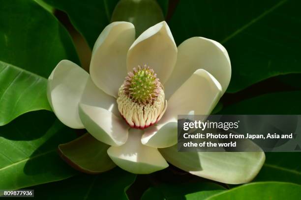 flowering plant / magnolia obovata / japanese big leaf magnolia - magnolia obovata stock pictures, royalty-free photos & images