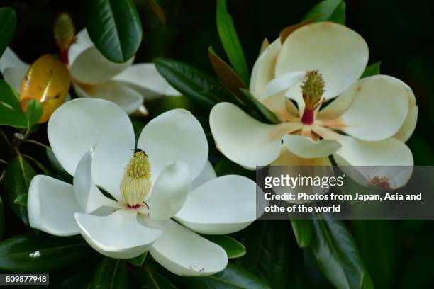 flowering tree / magnolia grandiflora / southern magnolia - magnólia imagens e fotografias de stock