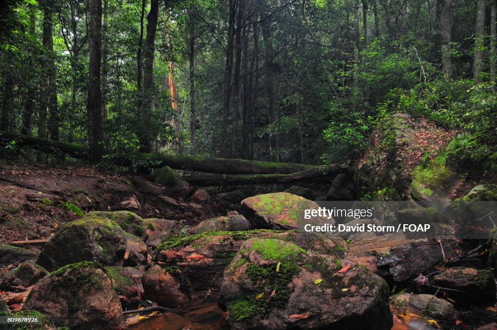 Scenic view of forest, Holbrook, New South Wales