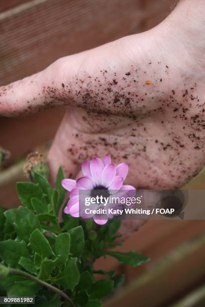 person planting pink flowers plant - lifestyle stock pictures, royalty-free photos & images