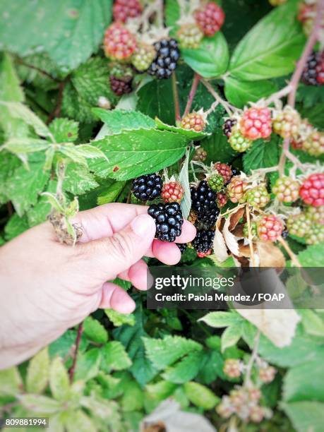 garden of black berry - lifestyle stock pictures, royalty-free photos & images