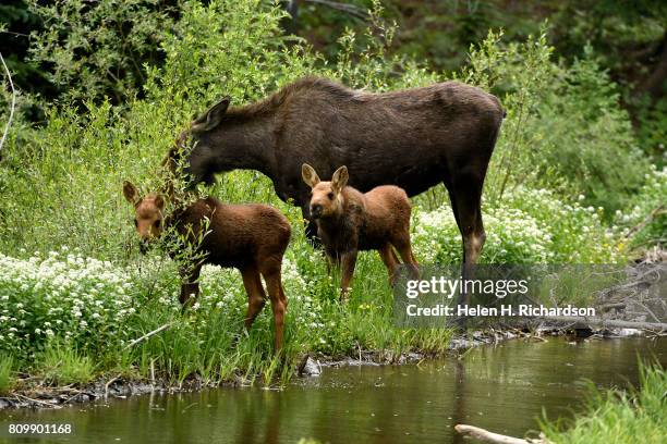 Moose nibbles on branches near a stream with her two young calves by her side in the Peak 7 neighborhood near the White River National Forest on July...