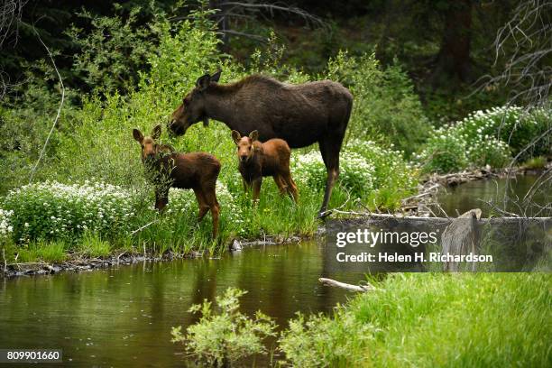 Moose nibbles on branches near a stream with her two young calves by her side in the Peak 7 neighborhood near the White River National Forest on July...