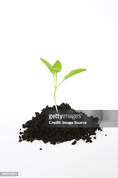 seedling in soil - plants white background photos et images de collection
