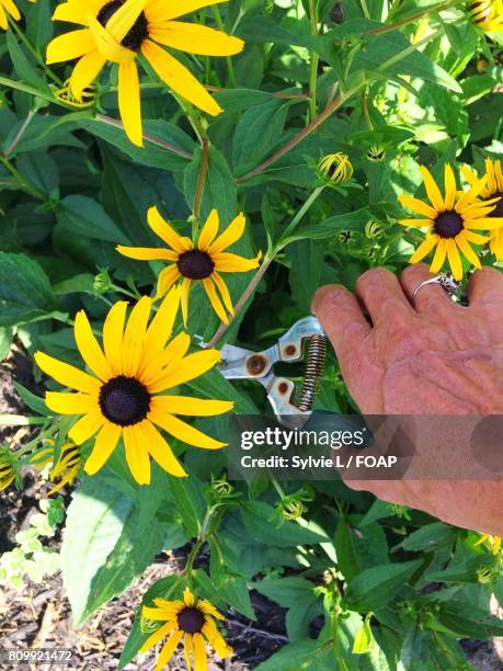 woman cutting black-eyed susan - lifestyle stock pictures, royalty-free photos & images