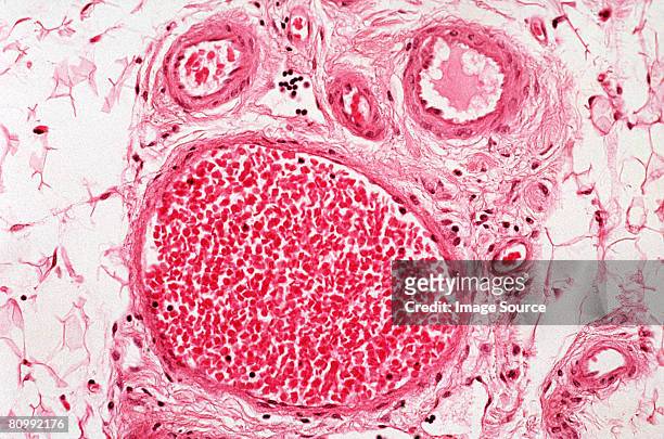 blood vessels - arterioles stock pictures, royalty-free photos & images