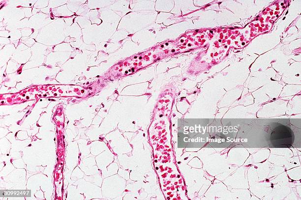 capilliaries - cardiac muscle tissue stock pictures, royalty-free photos & images