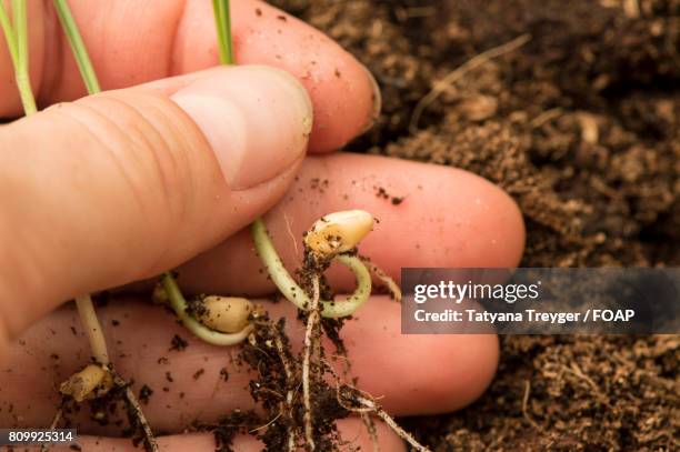 germinated seeds in human hand - lifestyle stock pictures, royalty-free photos & images