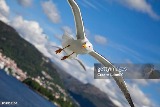 norway - noruega 個照片及圖片檔