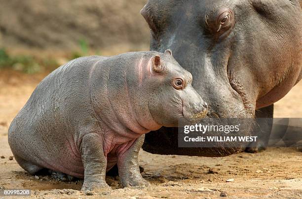 Five week old hippopotamus calf nicknamed 'Muddy' is watched carefully by her mother Primrose at her enclosure where she has trebled her weight to...